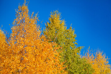 Fototapeta premium Golden autumn background.