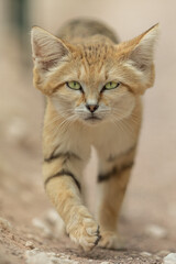 Sand cat in the desert © AB Photography