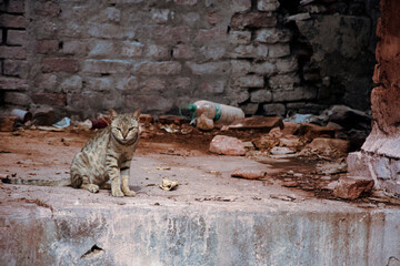 A tiger look alike striped cat is sitting in front of an old brick wall