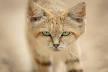 Fototapeta premium Sand cat in the desert