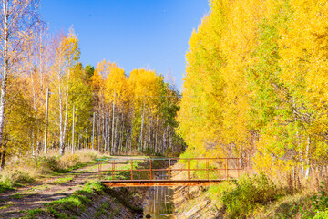 Golden autumn in the park.