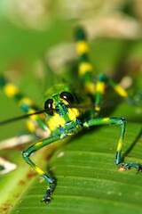 Tropical Grasshopper, Rainforest, Napo River Basin, Amazonia, Ecuador, America