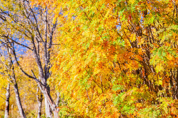 Golden autumn background.