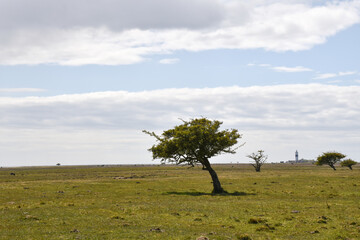 Windblown tree in a great grassland