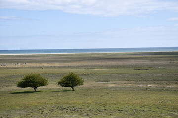 Two green trees in a great coastal grassland