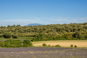 Fototapeta na wymiar View of Mont Ventoux and lavender and wheat fields