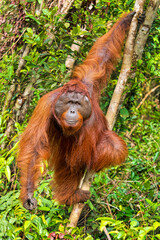 Orangutan, Pongo pygmaeus, Tanjung Puting National Park, Borneo, Indonesia