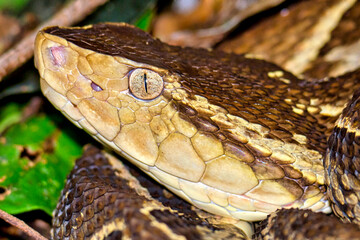 Fer-de-lance Viper, Terciopelo Viper, Bothrops asper, Tropical Rainforest, Costa Rica, Central...