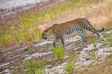 Sri Lankan Leopard, Kotiya, Chiruththai, Panthera pardus kotiya, Wilpattu National Park, Sri Lanka, Asia