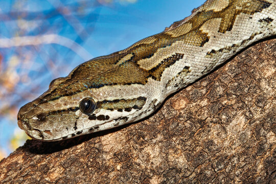 African Rock Python, Python natalensis, Chobe National Park, Botswana, Africa