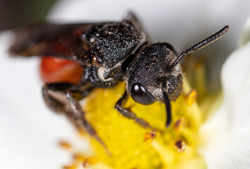 Closeup a bee on a yellow flower