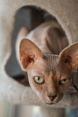 Canadian Sphinx. green-eyed cat