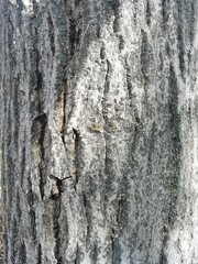 primer plano de tronco de árbol en tonos grises y marrones