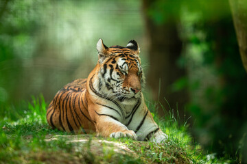 Fototapeta na wymiar Siberian Tiger in the forest