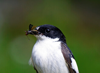 close up of a black bird