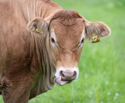 Cow With Tongue Out