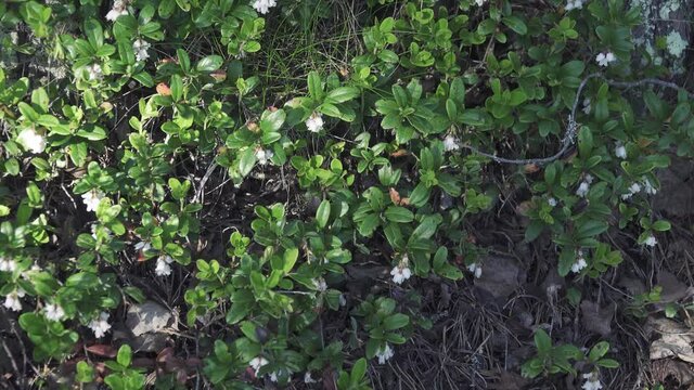 Spring. Whortleberry; (Vaccinium vitis idaea) bloom in the boreal forests of Europe. Bumblebees and bees
