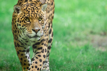 Fototapeta na wymiar Jaguar walking in the jungle