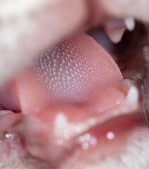 Obraz premium The kitten screaming opened its mouth.