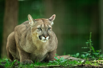 Fototapeta premium Puma dying in the forest