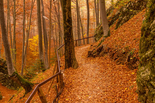 Forest during autumn in Rasnov, Romania