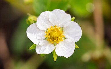 Flower on a strawberry in nature.