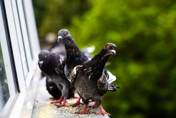 Racing pigeon comes home.Portrait of birds.