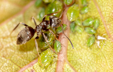 Close-up ant on aphid on a leaf of a tree.
