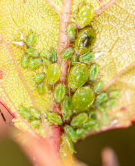 Close-up of aphids on a leaf of a tree.