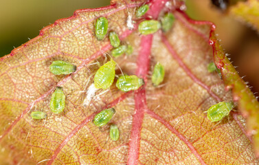 Close-up of aphids on a leaf of a tree.