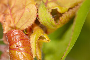 Leaves with a red tint in nature.
