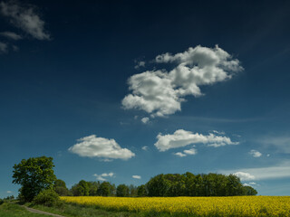 Wolken &uuml;ber Raps