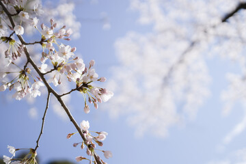 桜