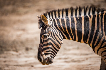 It's Zebra in South Africa
