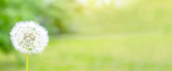 Banner with whole white Dandelion flower with seeds on blurred green fresh background. Day in park. Beauty in simple things. Copy space.