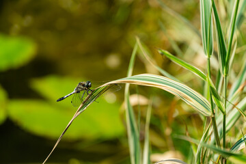 Beautiful young black-tailed skimmer (Orthetrum cancellatum) female on striped leaves of Phalaris arundinacea on blurred background of aquatic plants. Selective frus. Family Libellulidae.