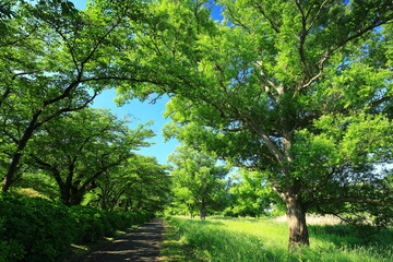 新緑の北上展勝地
