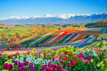 Panoramic Flower Gardens Shikisai hill in Biei, Japan - obrazy, fototapety, plakaty