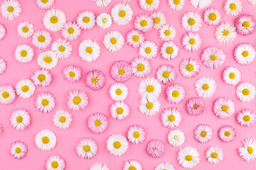 Floral pattern. White and pink daisy flowers on pink background.