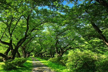 新緑の北上展勝地