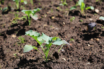 young cabbage on a garden bed