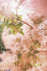 Blooming smoke tree (Cotinus coggygria)