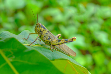 Green grasshopper on leaf. Closeup view.