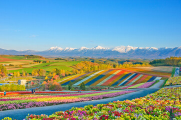 Panoramic Flower Gardens Shikisai hill in Biei, Japan - obrazy, fototapety, plakaty