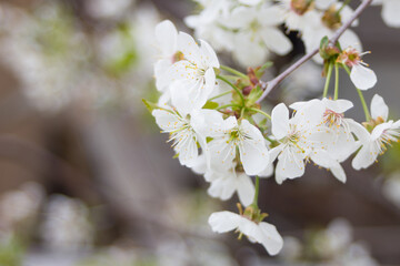 Card with cherry blooming close up