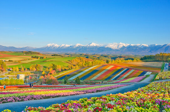Panoramic Flower Gardens Shikisai hill in Biei, Japan