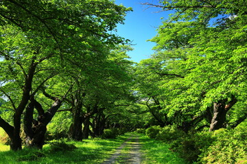 Obraz premium 新緑の北上展勝地