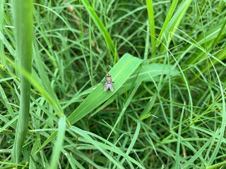 close up of Fly hold on foliage in garden