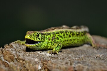 Lizard © jholy