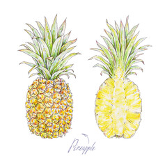 Pineapple isolated on a white background. Watercolor colourful illustration. Tropical fruit. Handwork summer draw for design